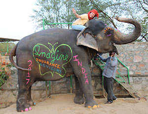 Allison Harris, Our Owner sitting on an elephant and glad she has travel insurance.