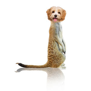 Meerkat with a pupy head showing identity theft.